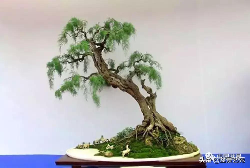 推荐36种好养的盆景植物,茶桌上养什么盆景植物