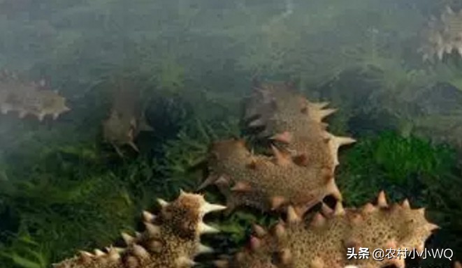 福建吊笼海参养殖技术,海参养殖技术视频全集