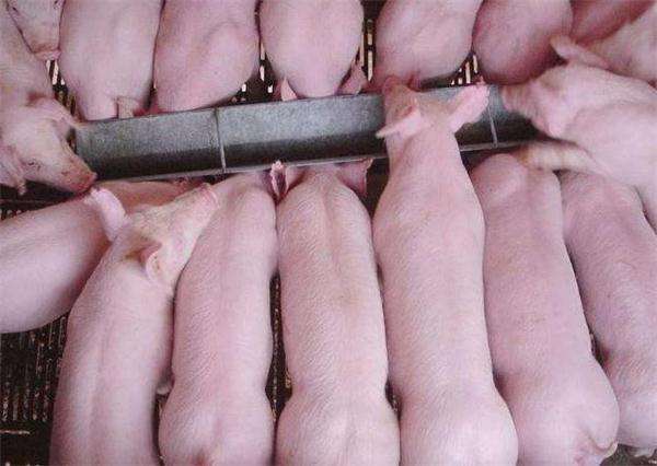 断奶小猪如何不腹泻,小猪断奶后腹泻怎么回事