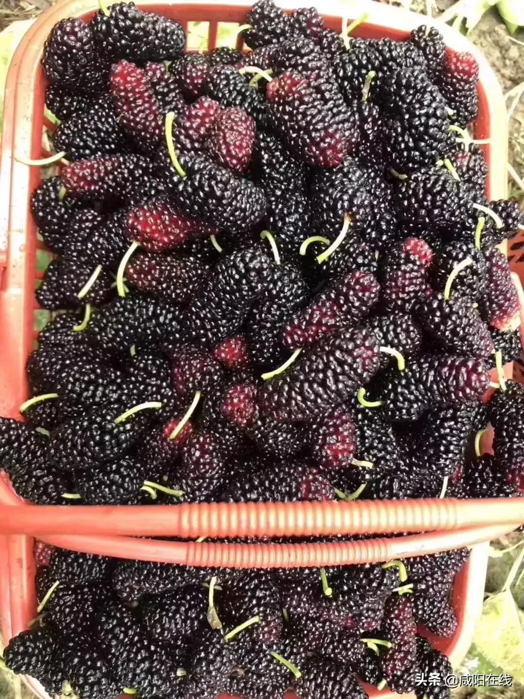 咸阳人:周末,到兴平摘桑葚走!
