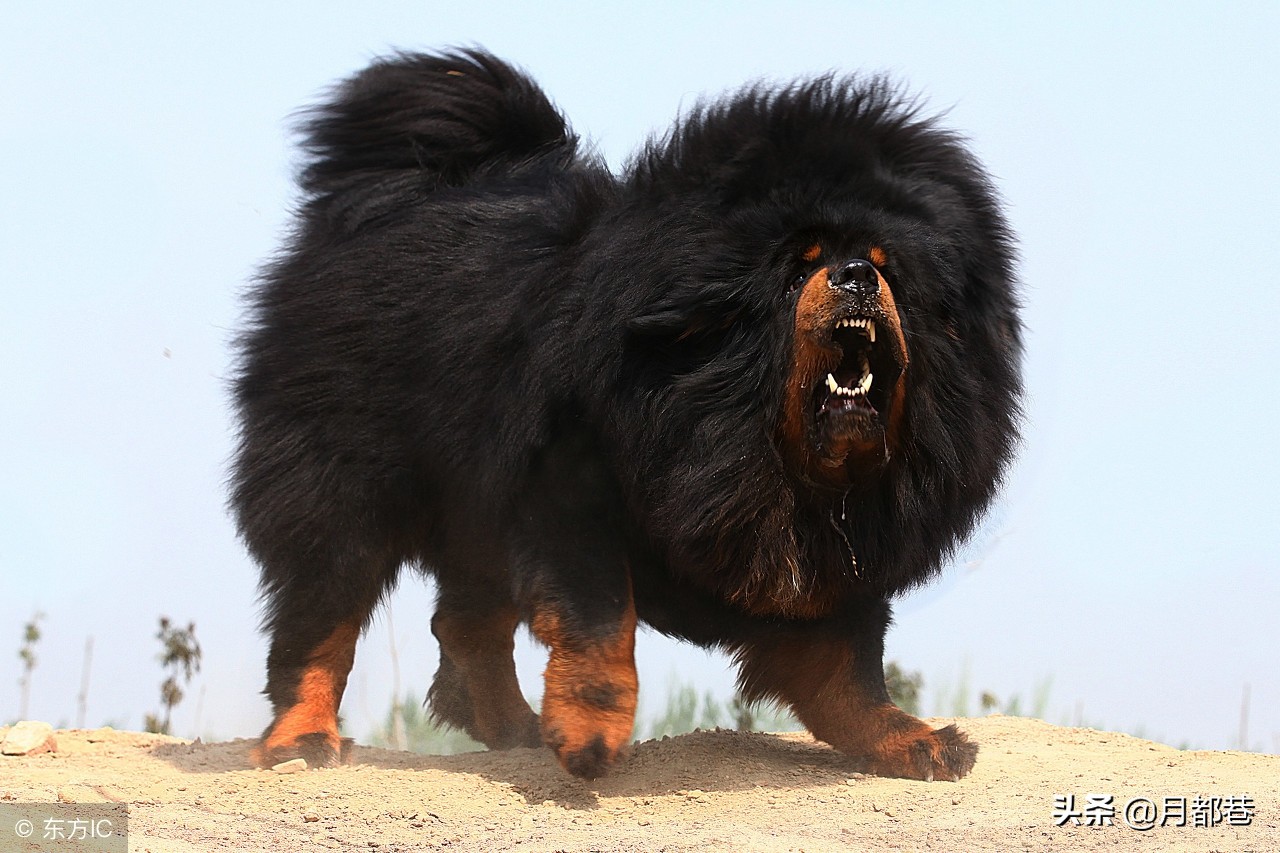 藏獒幼犬怎么喂养的,藏獒喂养需要放盐吗