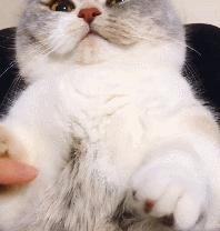 众所周知猫是液体吗,众所周知猫都是液体