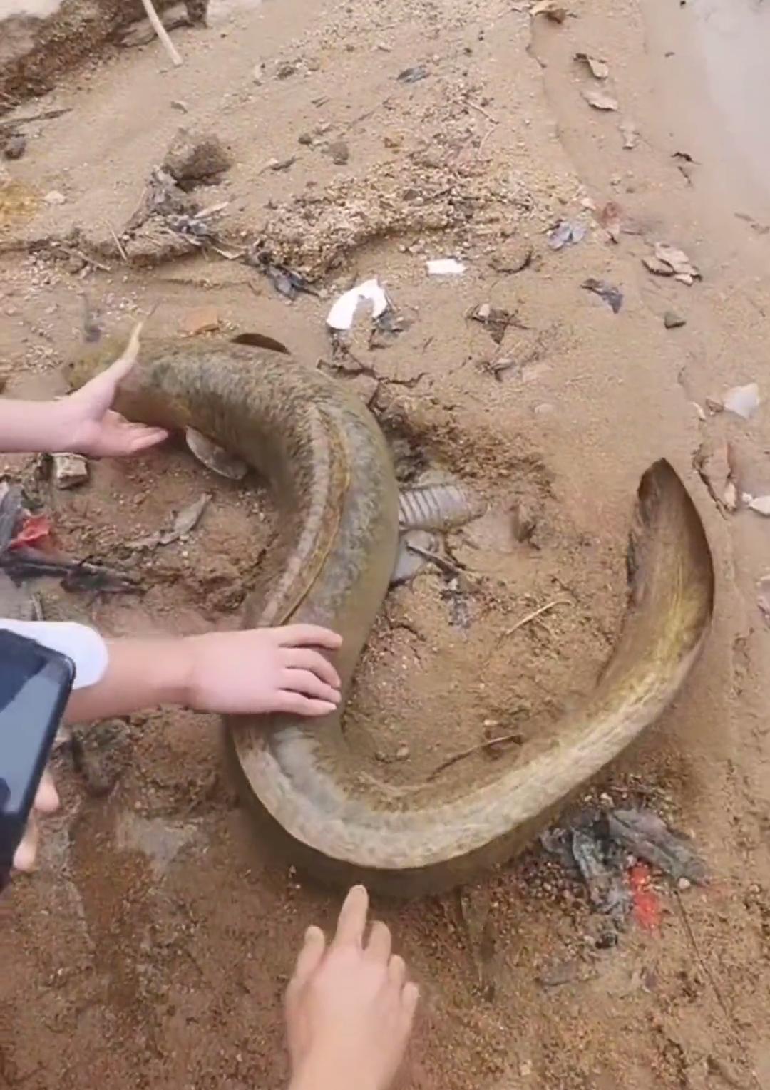 放生大量泥鳅,12斤泥鳅放生视频