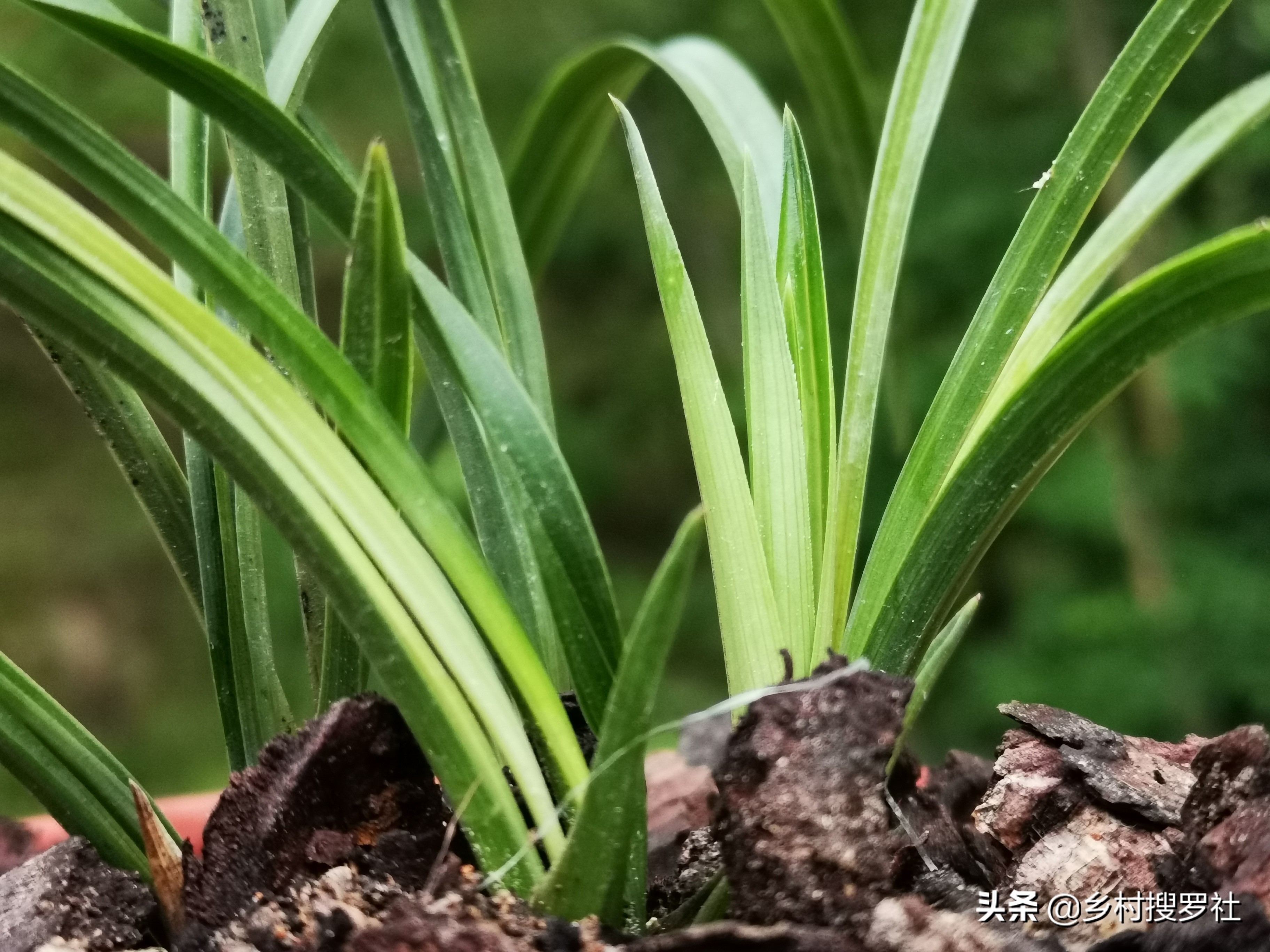 兰花叶片上的黑点是什么虫,兰花有蚧壳虫的盆还能再用吗