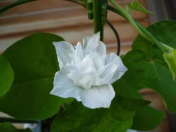 牵牛花到处游,牵牛花随便种