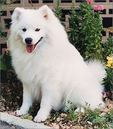 大白熊犬体味重大吗,拉布拉多和大白熊犬体味哪个大