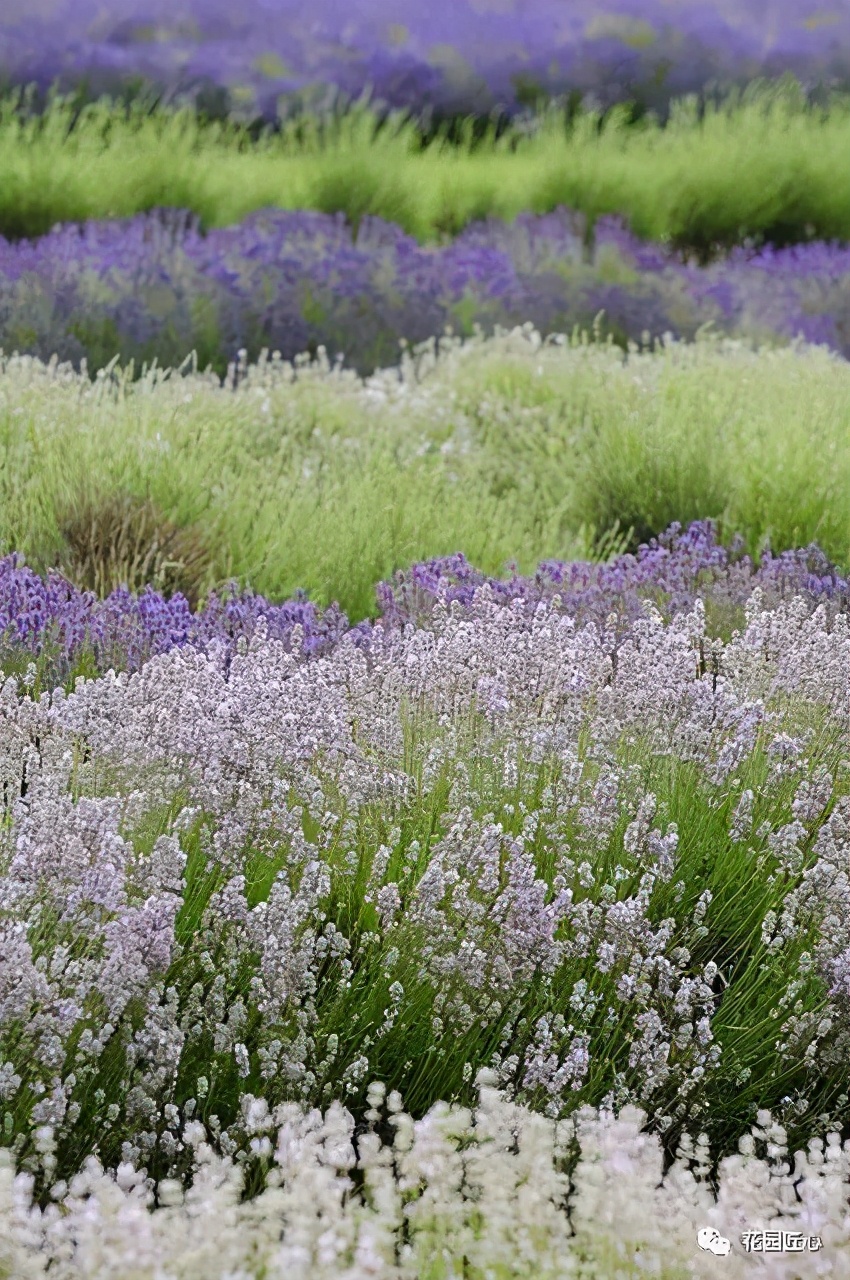 可以食用的花可制作的美食,100种可食用花的做法