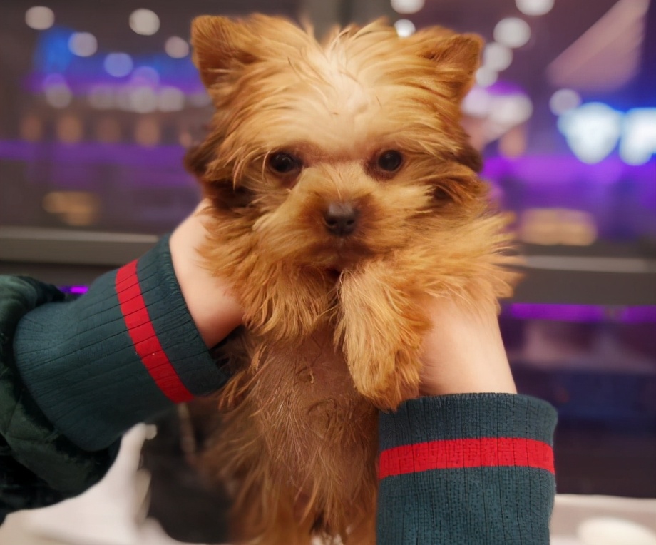 家里有小孩适合养什么小型犬,好养不吵不掉毛无异味的小型犬