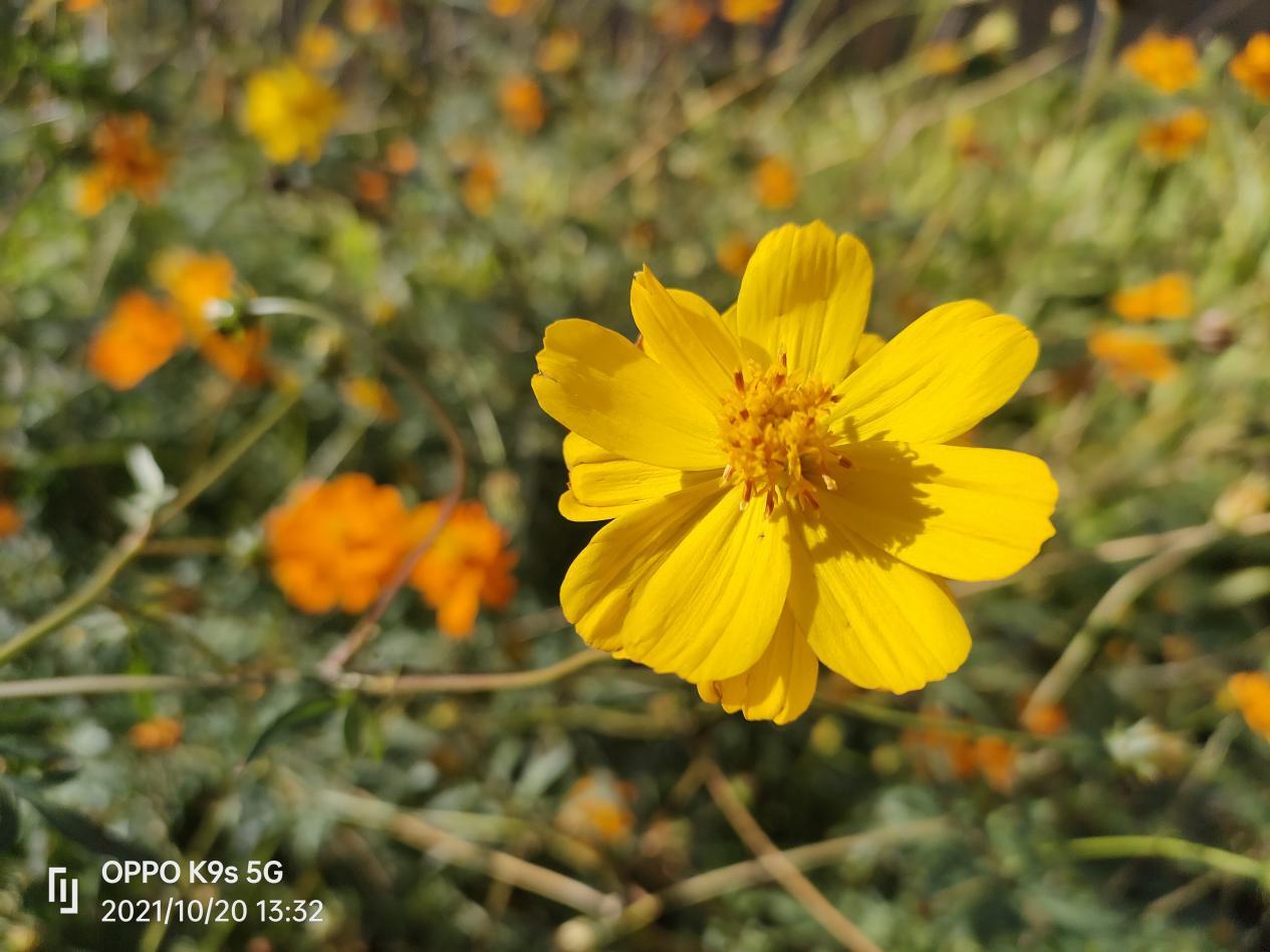 比小米还便宜？上手实测OPPOK9s到底如何