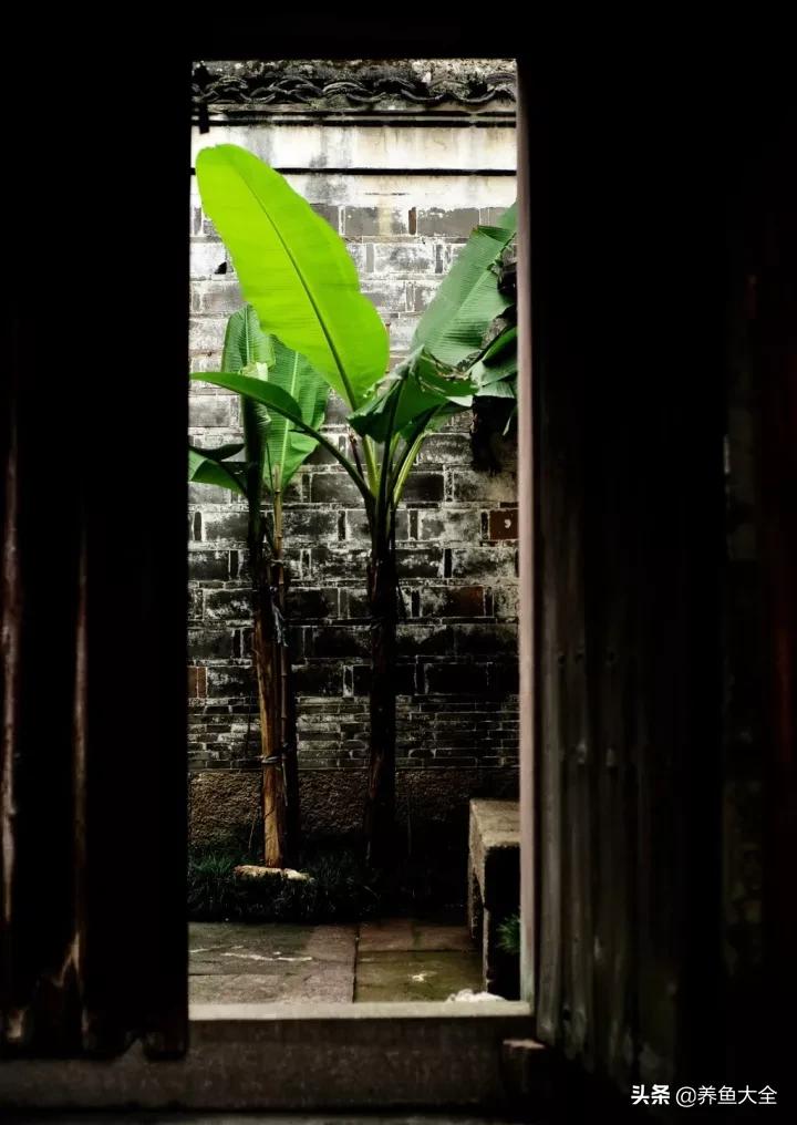院子里种一棵芭蕉,院子里有芭蕉树好不好