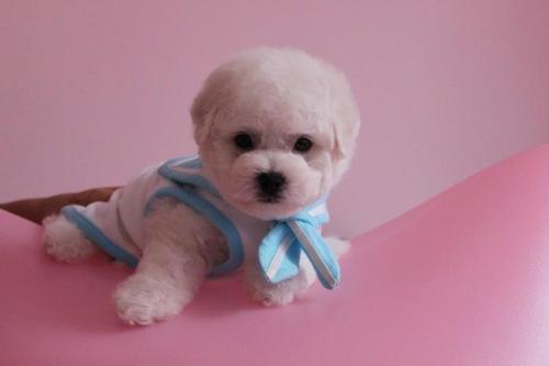 比熊老是不安分,比熊活泼乱跳不听话咋办