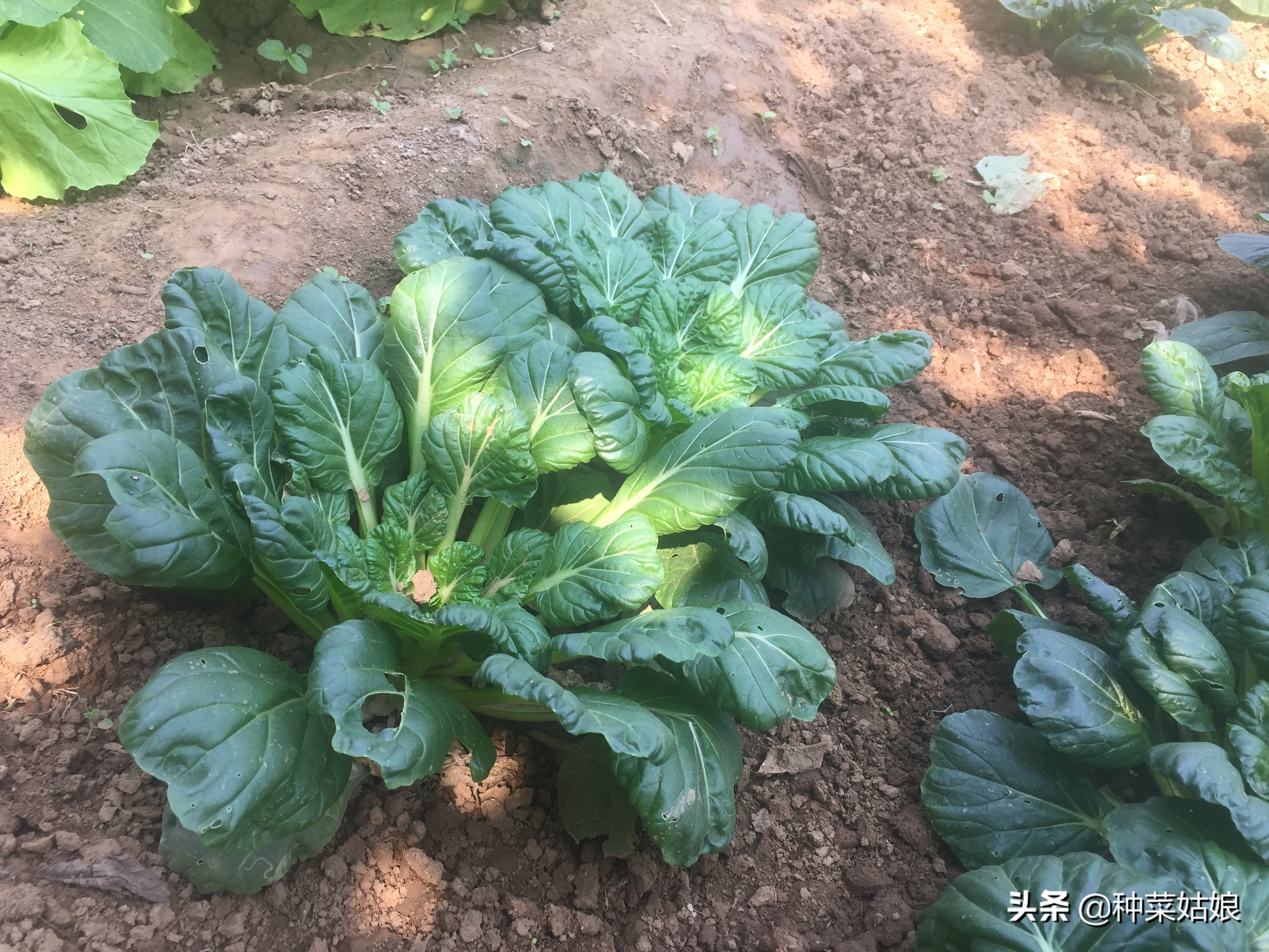 春季种菜油菜怎么种,小油菜芽苗菜的种植方法