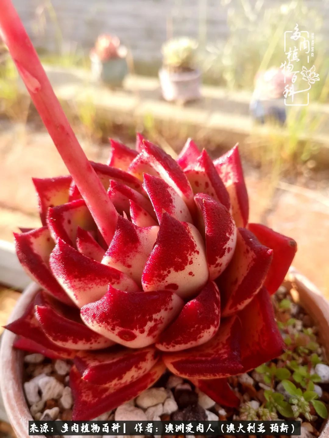 采蘑菇的小姑娘，“转行”来把多肉养