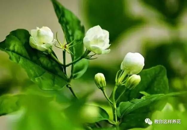 净化空气的十种花,家里养这4种花清新怡人