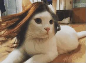 体毛能移植到眉毛么,体毛可以移植头发么