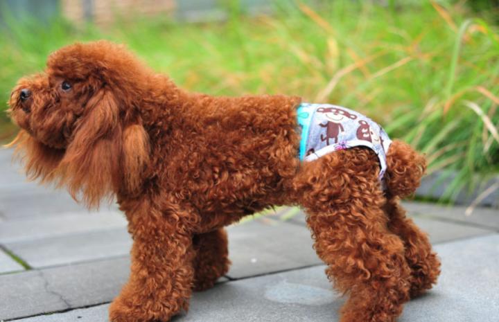 泰迪发奶要吃什么,泰迪春天注意什么