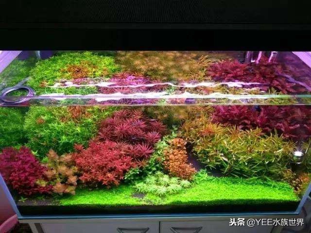 水草缸水草怎么选择,水草缸养鱼注意事项有哪些