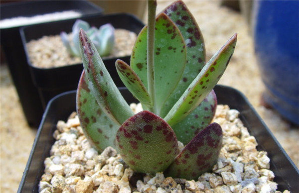 多肉群生奶油泡芙,水泡草莓蛋糕