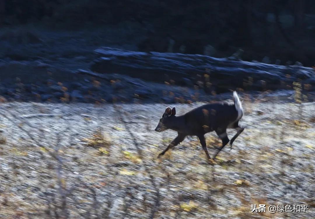 自然合伙人|“三江主人”彭建生：建一座图像喜马拉雅的藏族汉子