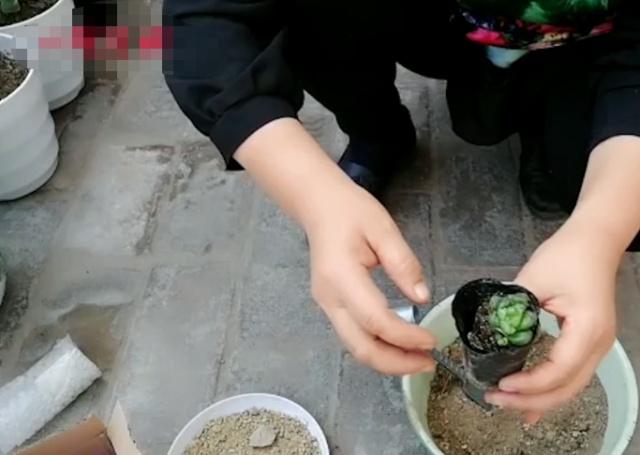 多肉长不大怎么修剪,多肉小苗移盆怎么配土