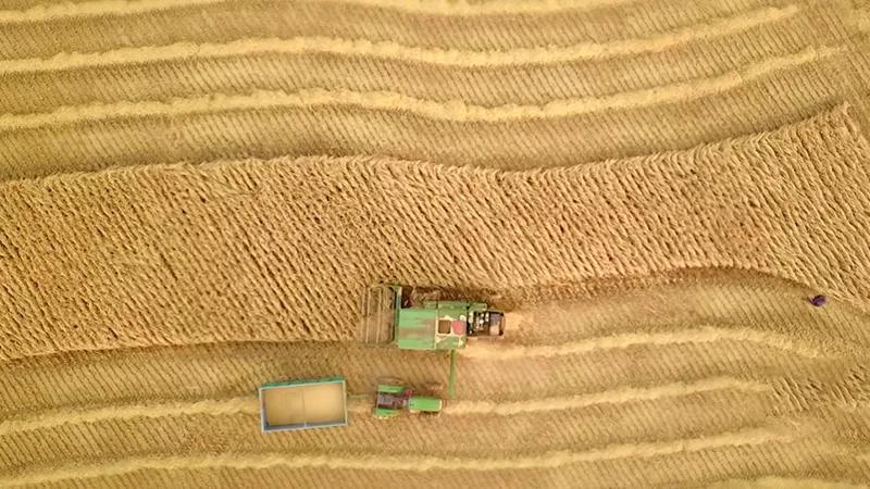 面团还能吹气球?高筋麦“拍了拍”你→