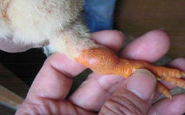 鸡流眼泪眼肿怎么治疗,鸡眼睛肿发黑怎样根治