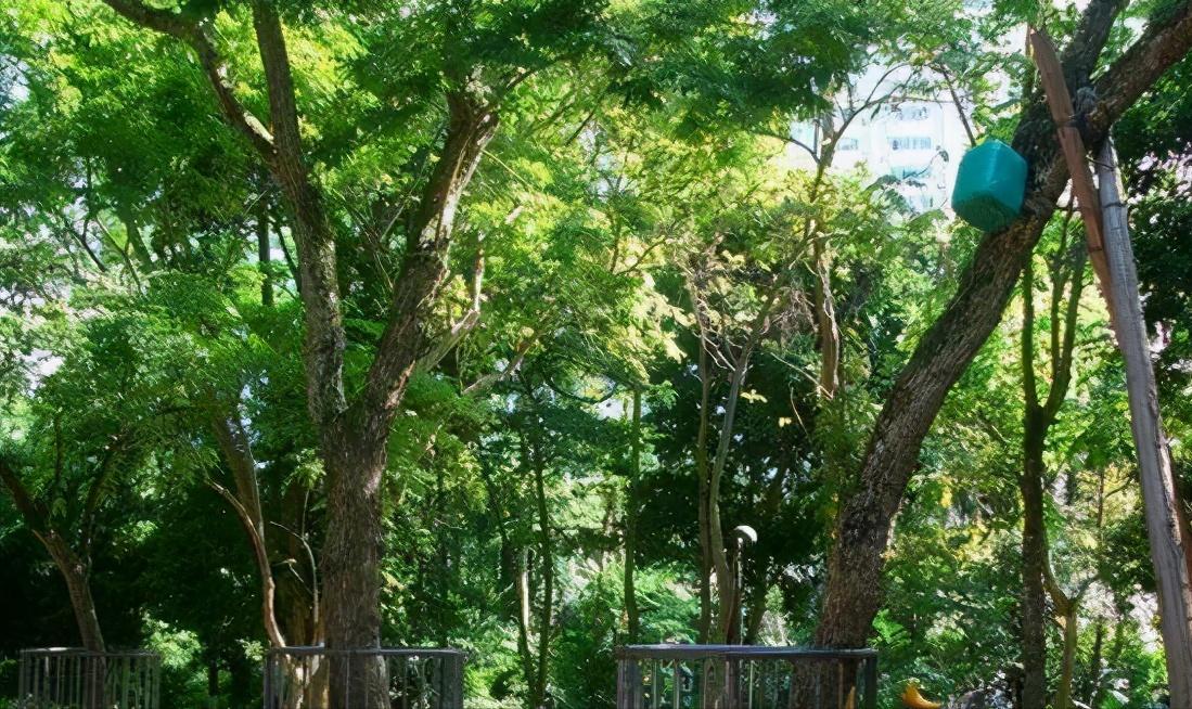 木材知识大全玫瑰木,木材知识大全水曲柳