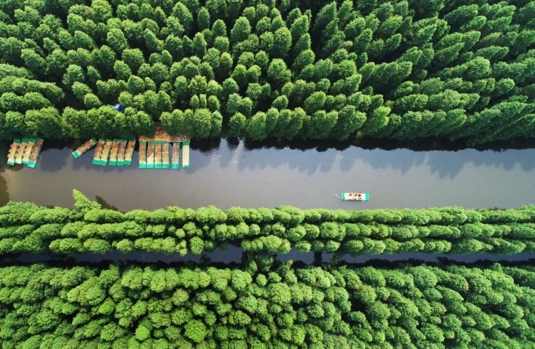 森氧之地,秋游必选!金湖万亩水上森林,真的别有趣味