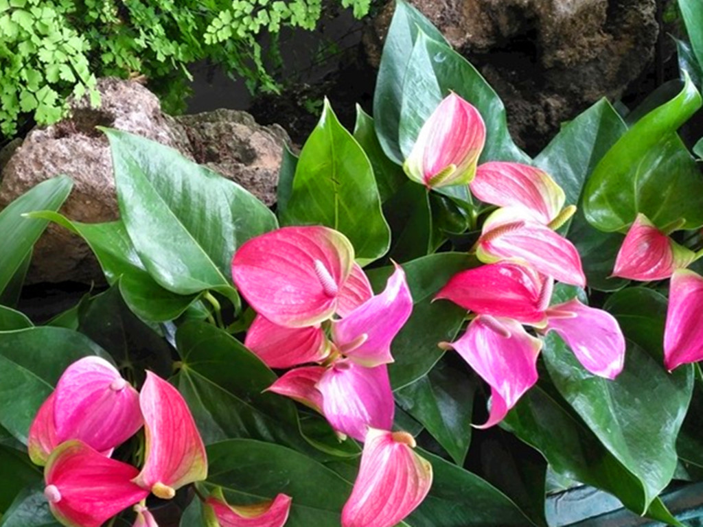 养了好几年的花发现假的,火鹤花好养吗