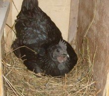 快速带你了解绿壳鸡蛋,揭秘绿壳鸡蛋