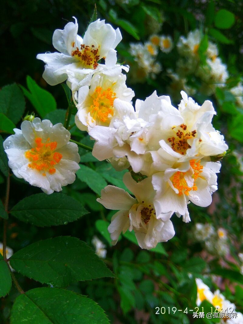 封城日记*一餐饭