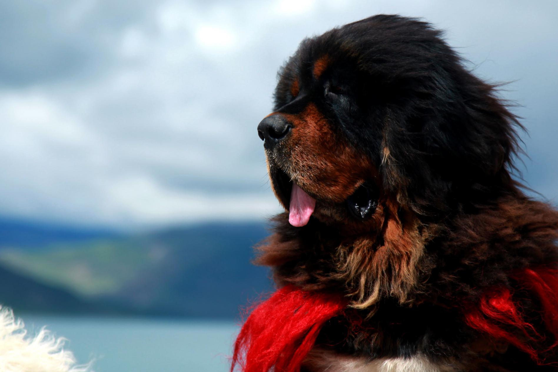 藏獒为什么被城市列为禁养犬种,世界上藏獒最凶猛的犬类是什么