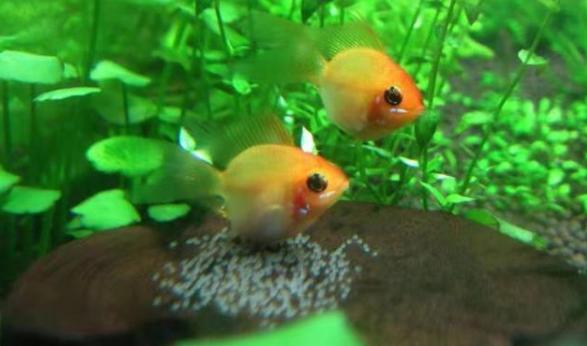 常见小型观赏鱼种类有哪些,有什么小型观赏鱼