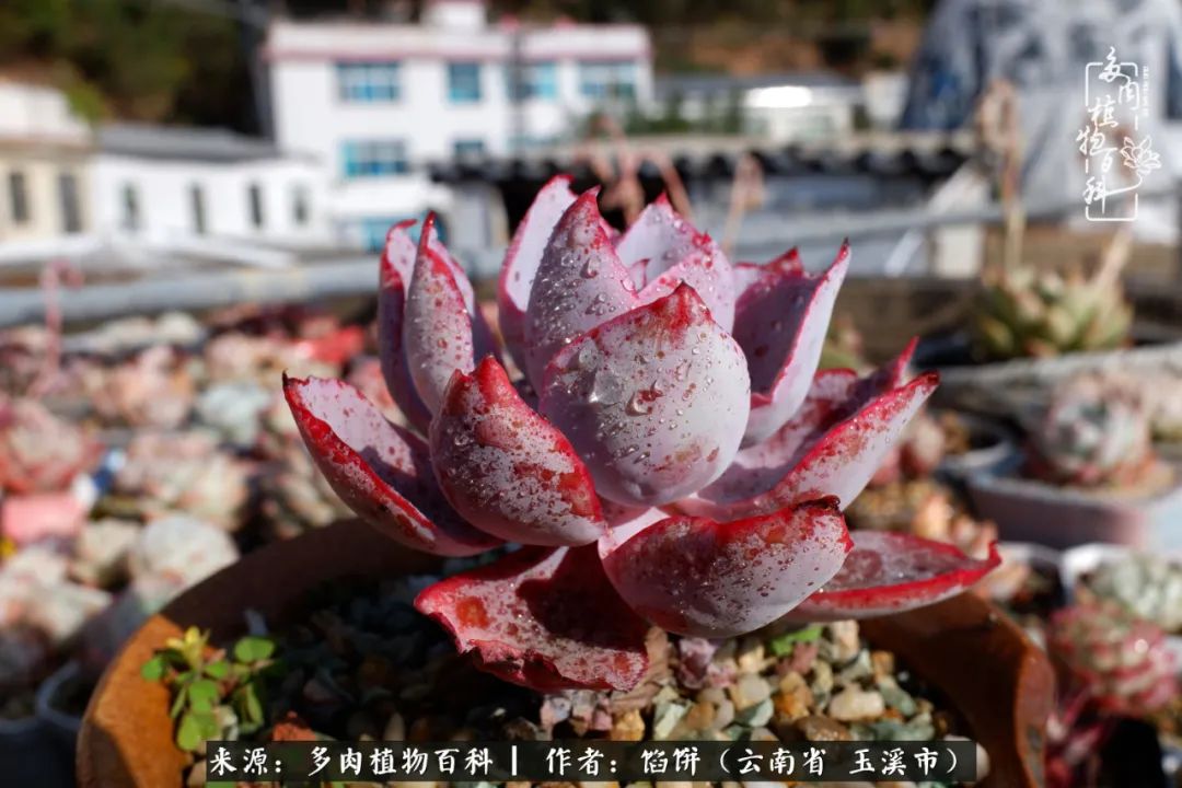 多肉对比图片,多肉对比高清图