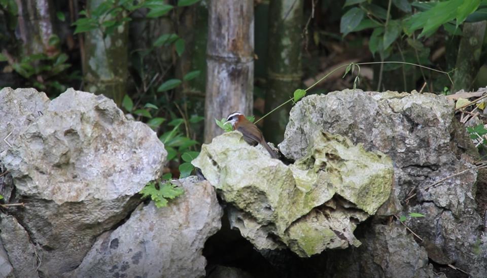 活了两千多年的“巨无霸”就在广西！昨天，他们相遇了
