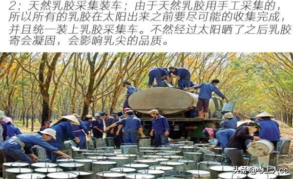 真乳胶枕和假乳胶怎么辨别,怎么区分天然乳胶枕和海绵枕头