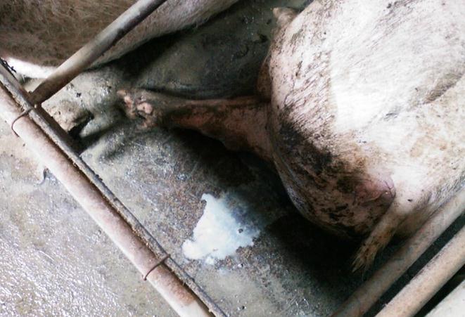 后备母猪子宫内膜炎怎么治疗,母猪内膜炎不治能好吗