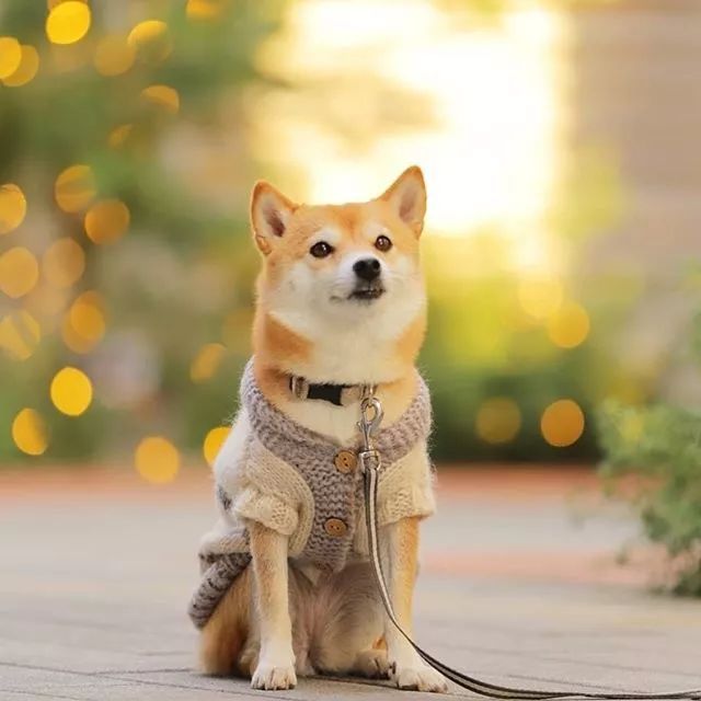 比人还会拍照的狗,简直萌炸朋友圈了