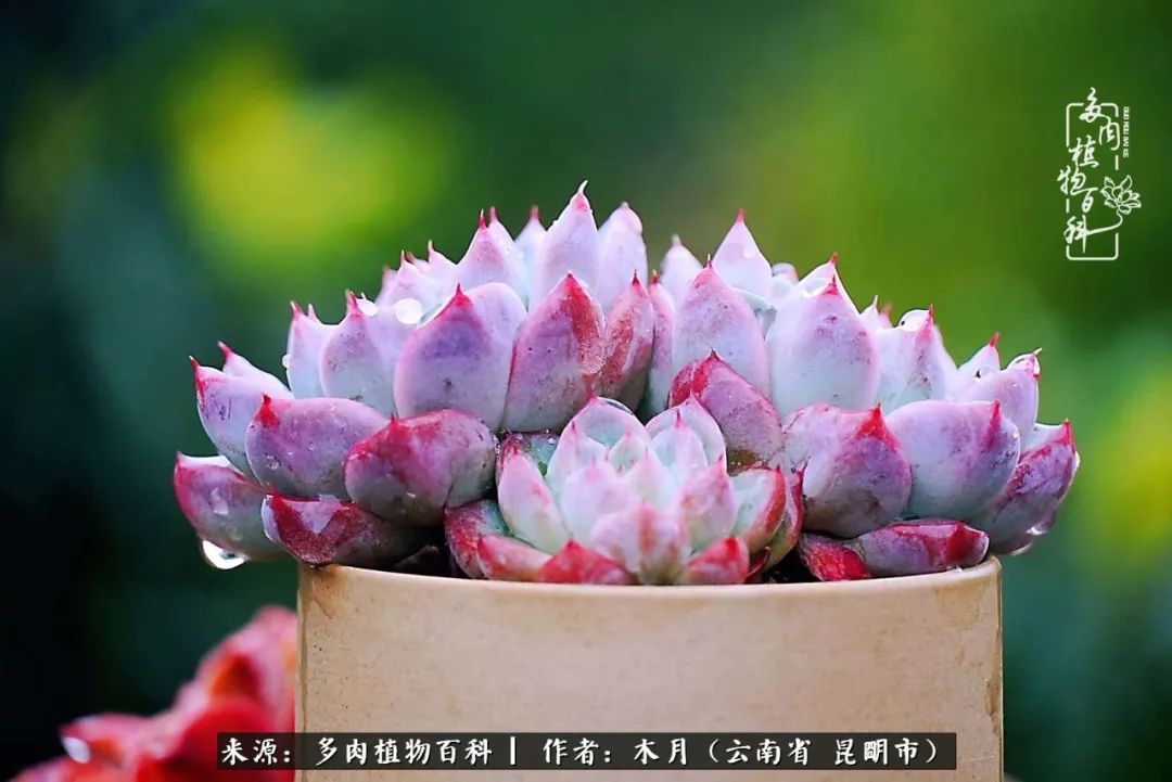 浅冬多肉，终有美好在等候