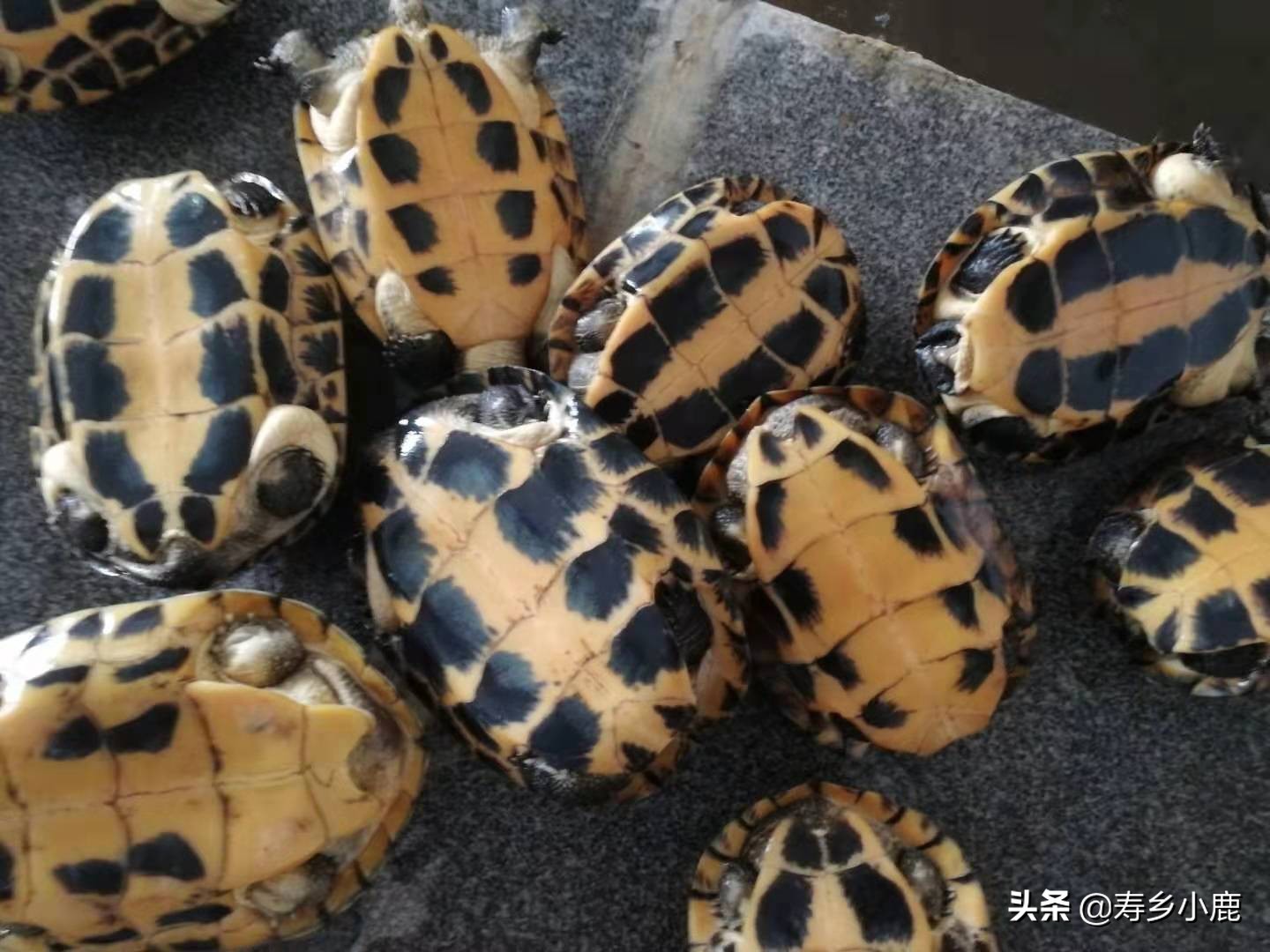 乌龟冬眠时有哪些注意事项,乌龟冬眠需要注意些什么