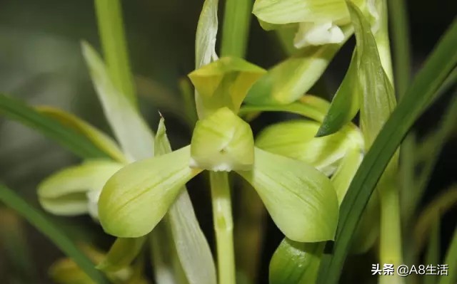 春兰张荷素兰花介绍,每日一品中国兰花春兰