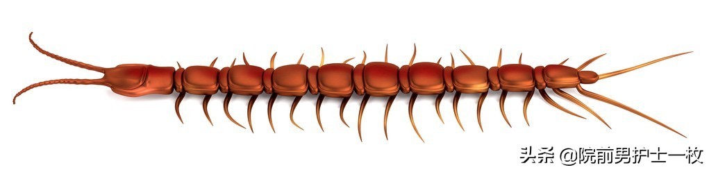 被蜈蚣咬伤注意3点,蜈蚣咬伤用什么草药