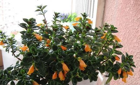 养吊兰的所有问题,吊兰为什么养一段就不茂盛了