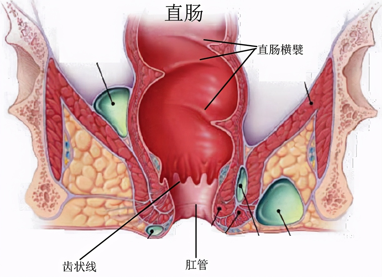 大肠是什么样的,大肠是什么梗