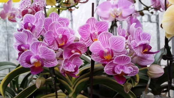 如何养好蝴蝶兰需要用什么肥料,蝴蝶兰的养育方法