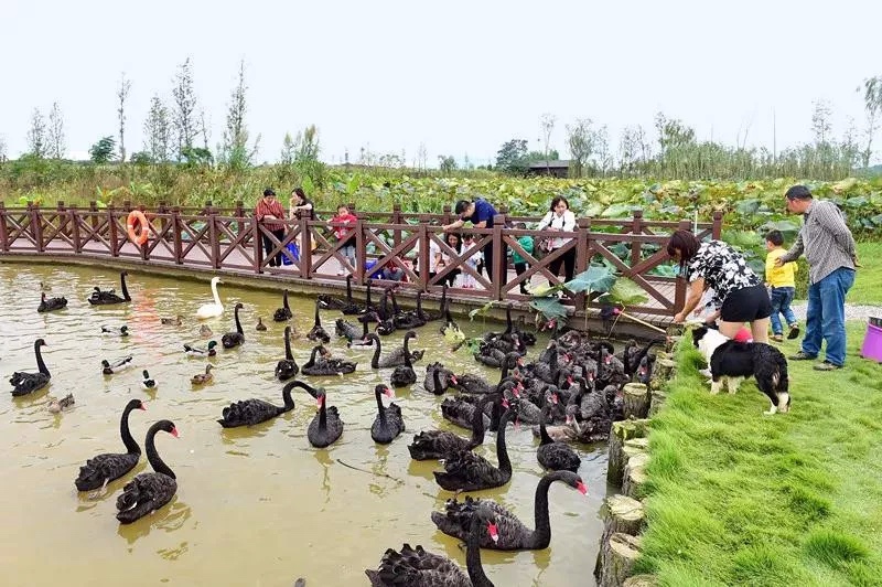 长沙洋沙湖湿地公园,湘阴洋沙湖五一活动