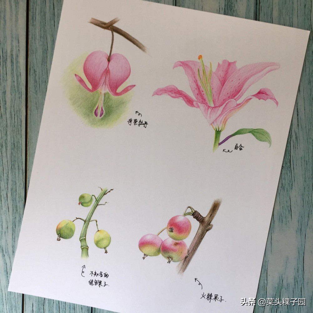 彩铅自学教程1,彩铅初学者适合买多少色的铅笔