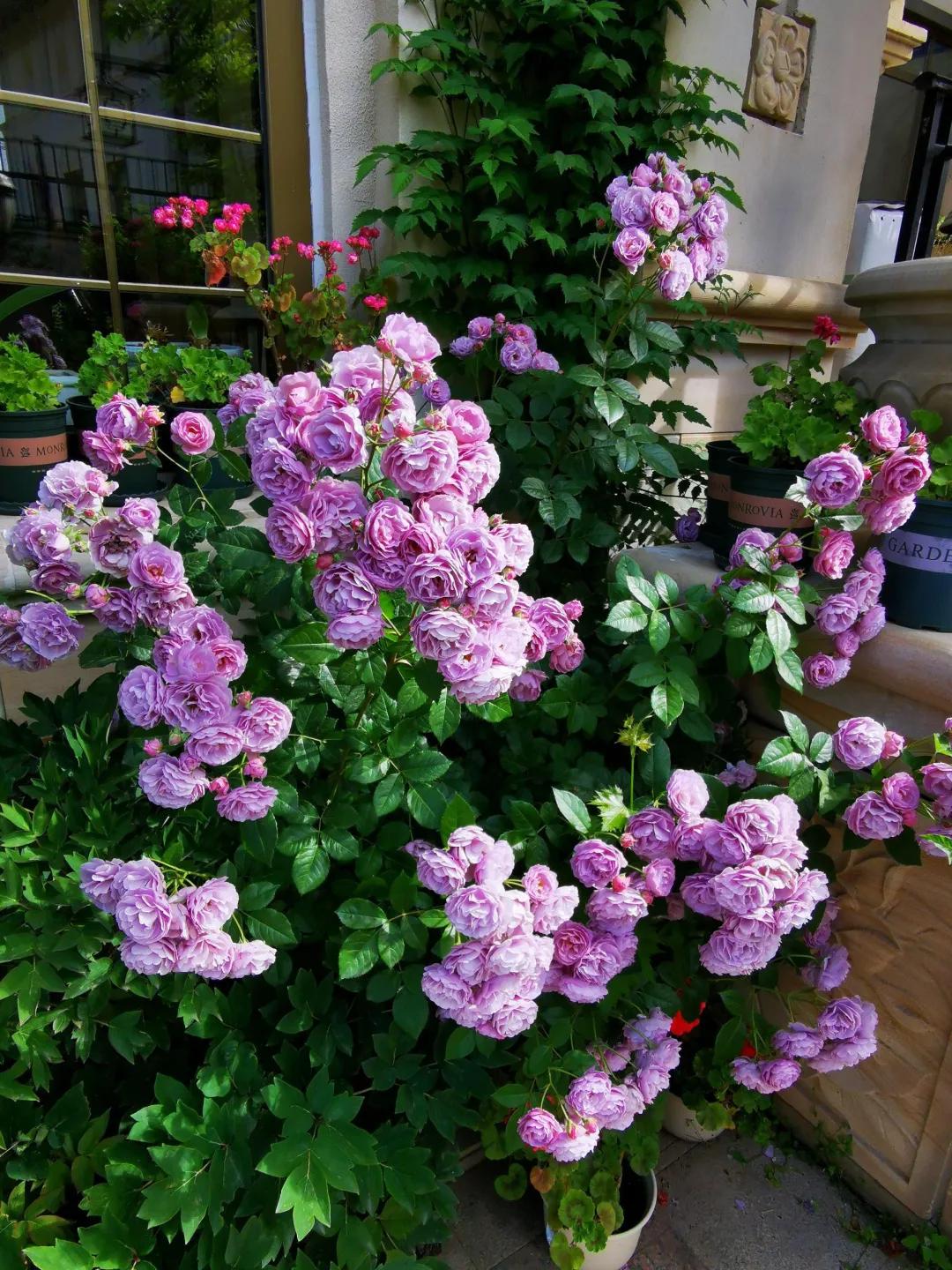 东北花园四季开花植物,北方一年四季都开花的花园