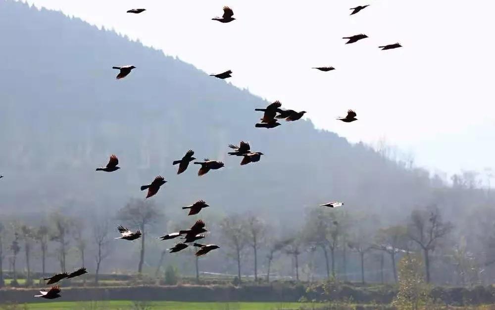 登封少林寺冬日,冬日登封龙山