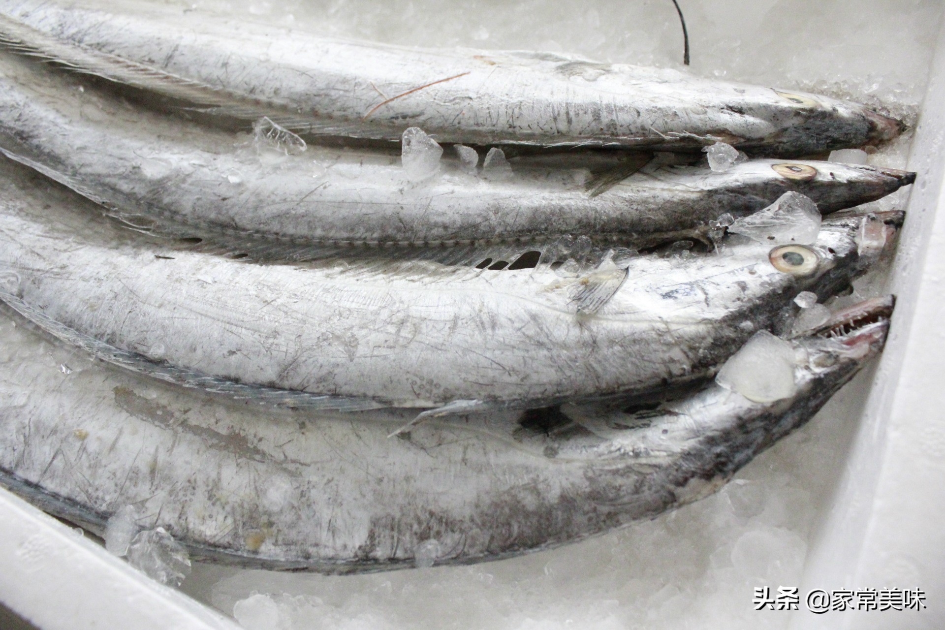 深海带鱼哪里来的,深海带鱼最便宜的海鲜